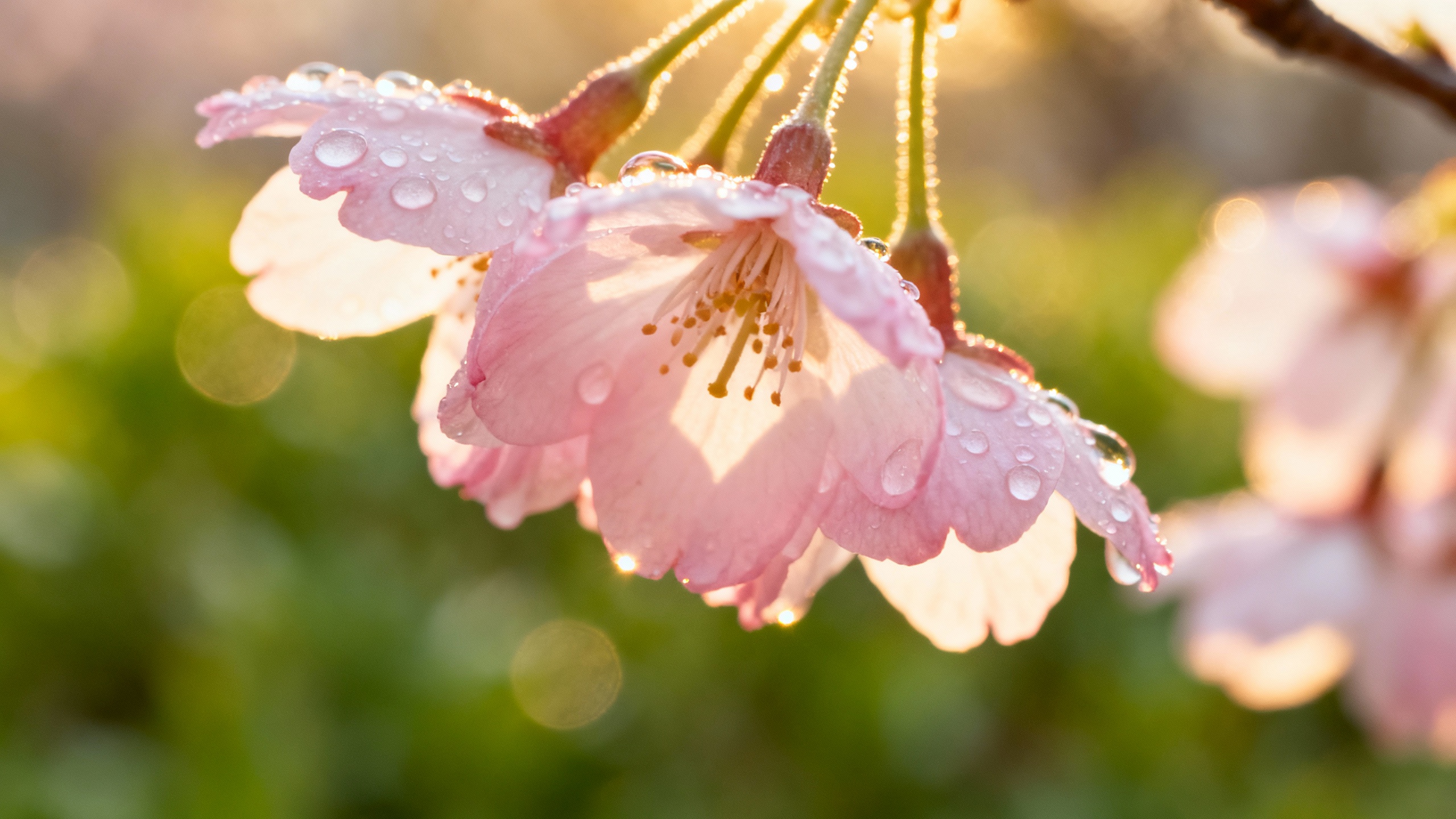 Understanding shingles for healthier living